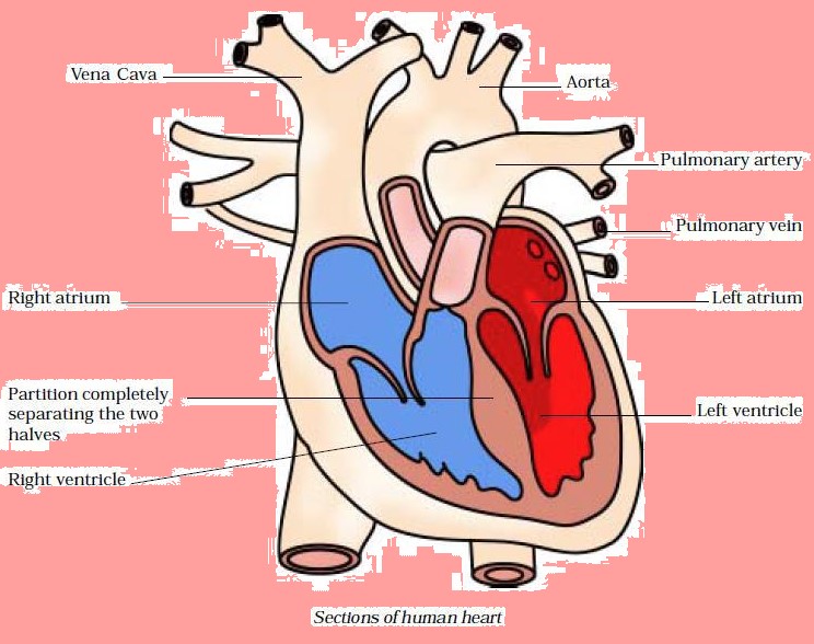 NCERT Solutions For Class 7 Science Chapter 11 Respiration In Animals 