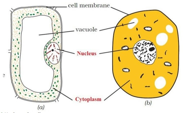 Science Class 8 Chapter 8 NCERT