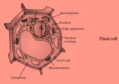 ncert science class 9 chapter 5