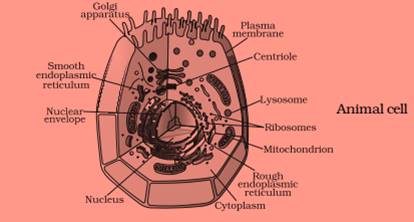 Labelled Diagram Of Plant Cell For Class 9 Shefalitayal